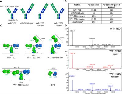 Conformation-selective rather than avidity-based binding to tumor associated antigen derived peptide-MHC enables targeting of WT1-pMHC low expressing cancer cells by anti-WT1-pMHC/CD3 T cell engagers